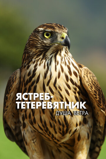 Ястреб-тетеревятник. Душа ветра / Goshawk, the Soul of the Wind / 2009